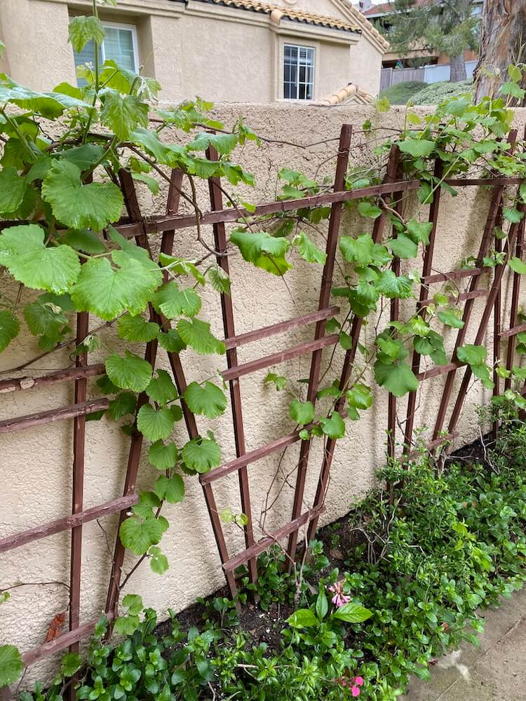 Grape vines growing in spring to grow grapes