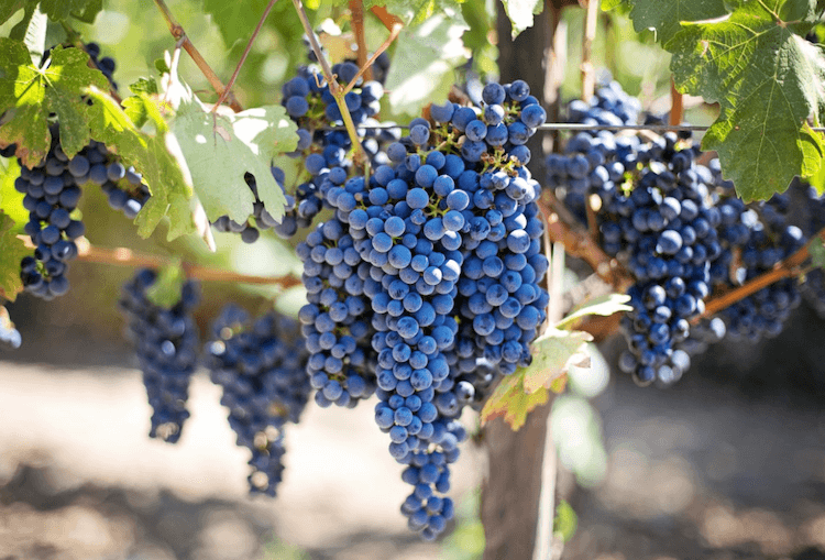 Grow grapes with close up on red grapes