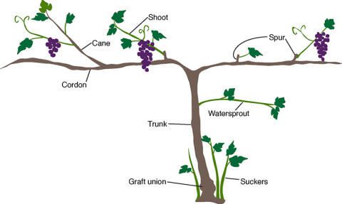 Illustration of pruning methods