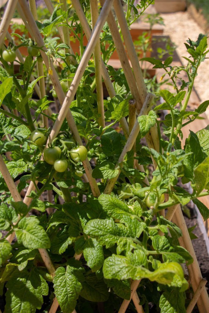 Close up of growing tomatoes