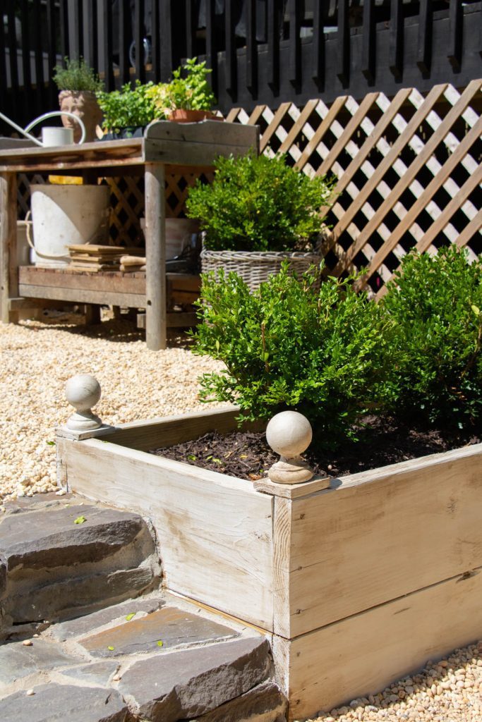 Close up of raised beds with boxwoods for European garden