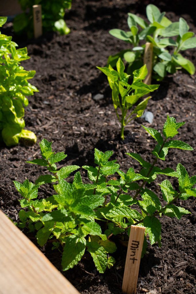 Close up of growing plants