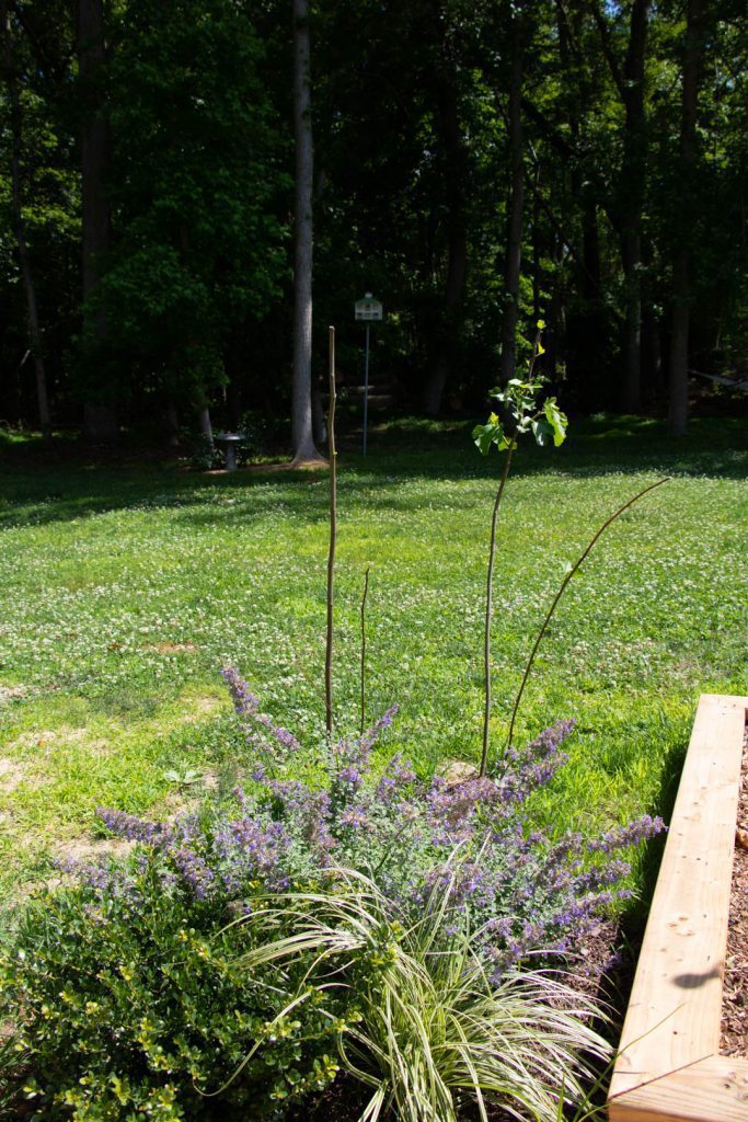 Lavender and other plants growing