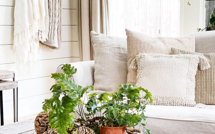 Living room with plants on a coffee table and cozy home throw pillows