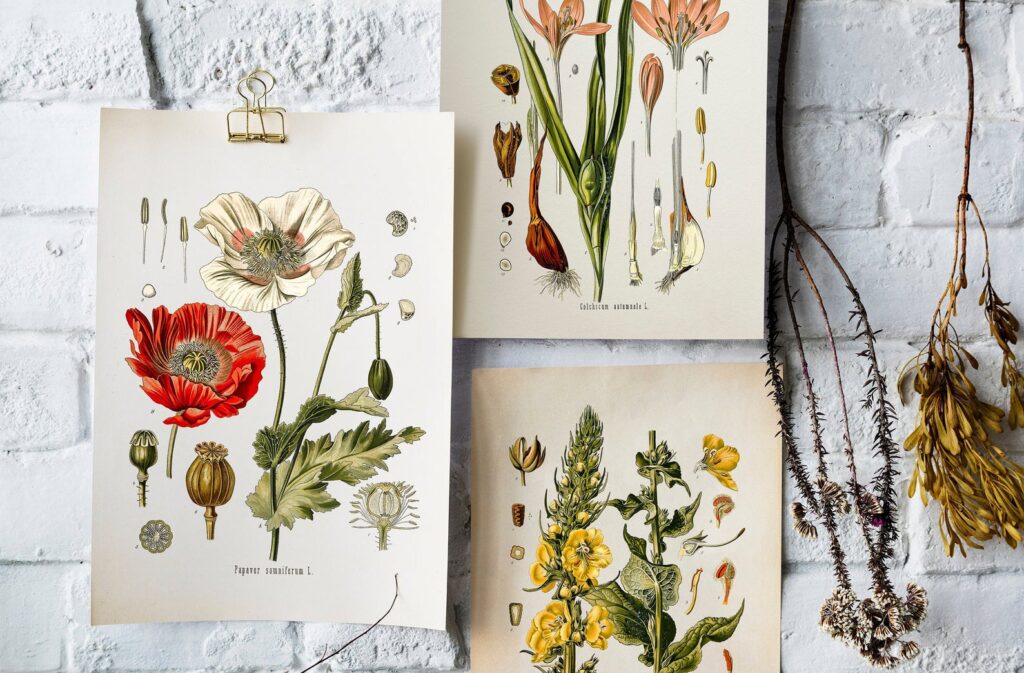 Set of three vintage botanical prints hanging from wall