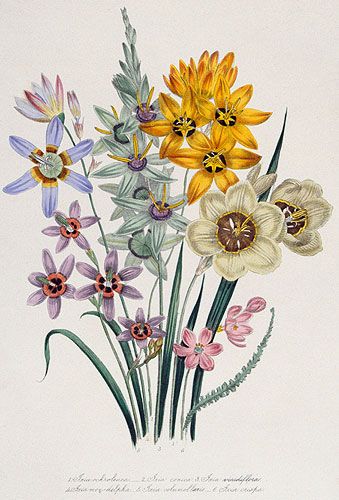 Vintage botanical print from 1800s