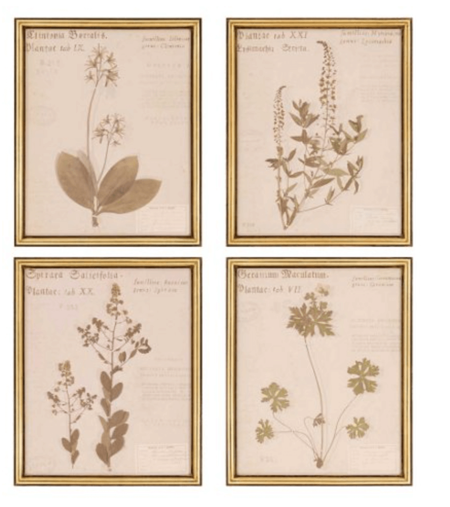 Set of 4 vintage botanical prints in gold frames