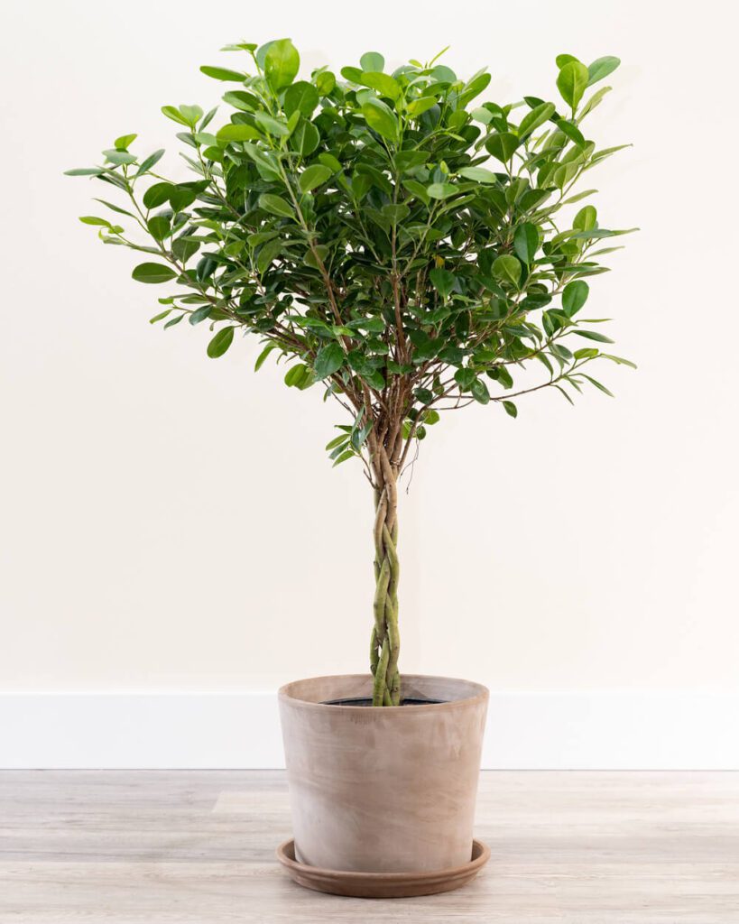 ficus danielle