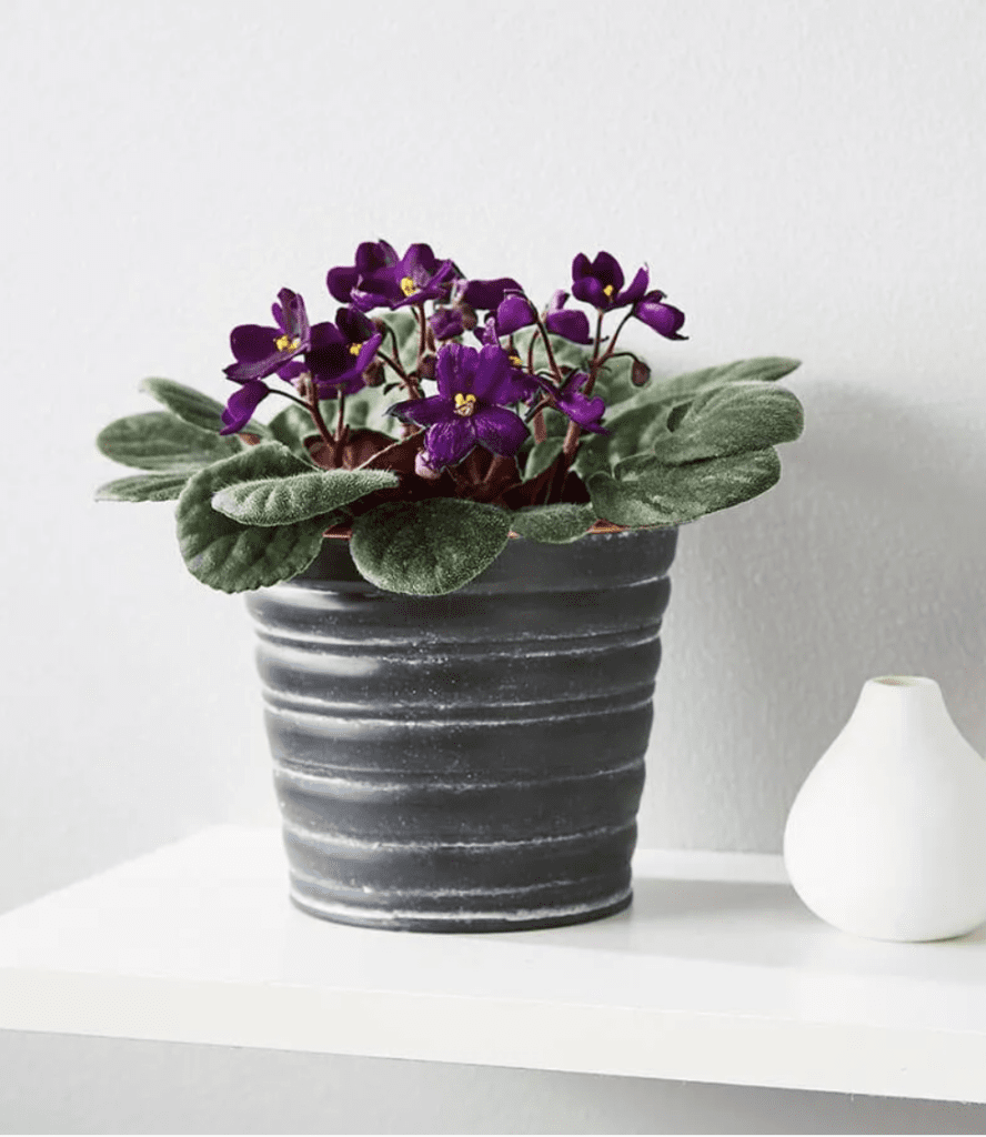 African violet