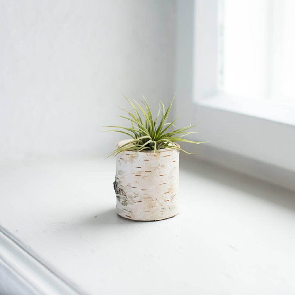 birch planter