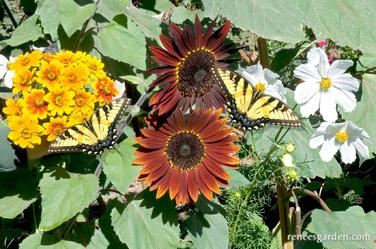 Butterflies on sunflowers and other flowers