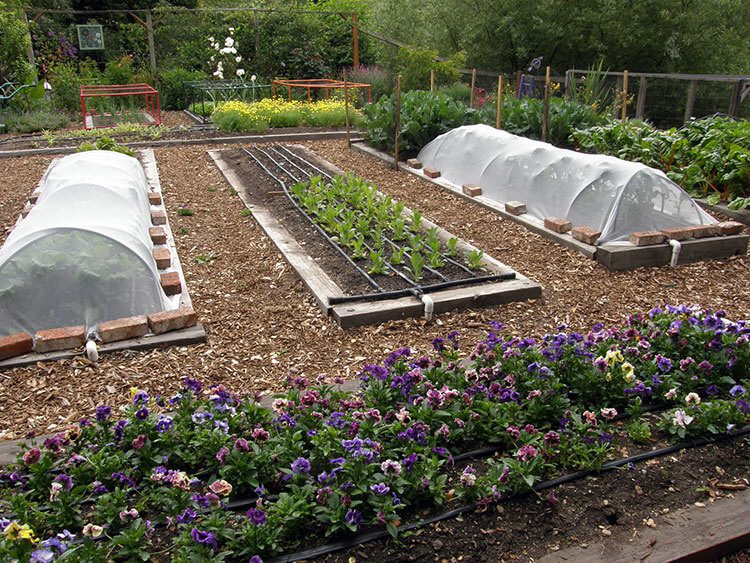 Garden with vegetables and flowers