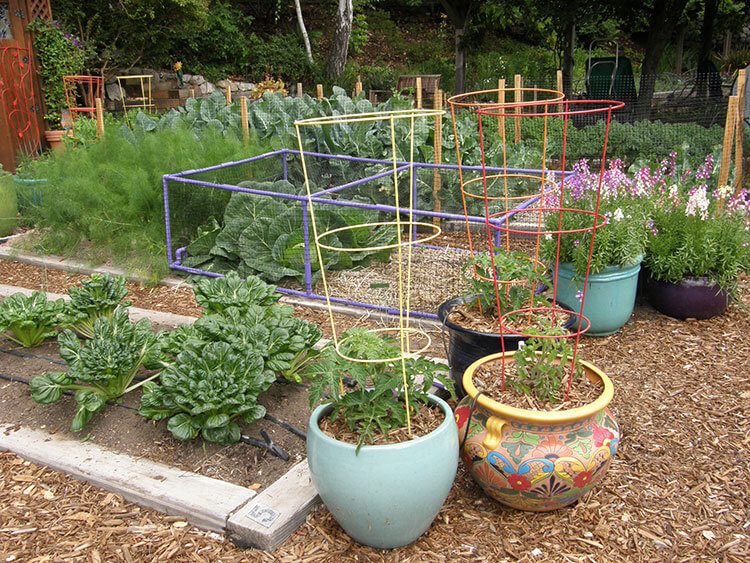 Home gardeners garden with vegetables and tomatoes and lettuce