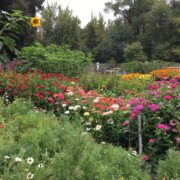 Cut flower test garden with wild flowers