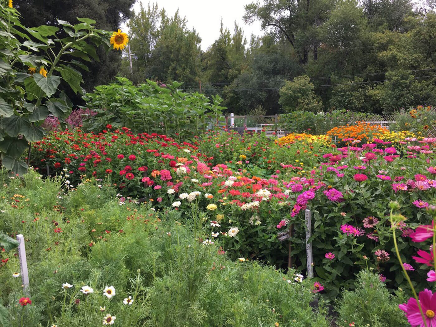 Cut flower test garden with wild flowers