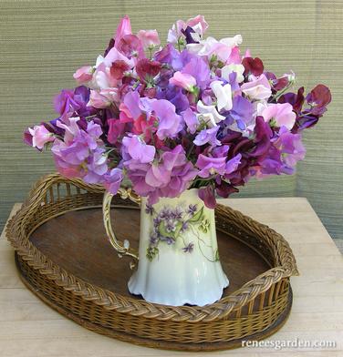 Jug full of sweet pea flowers