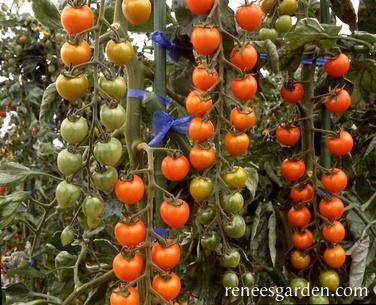 Organic tomato plant