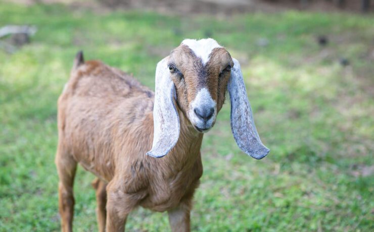 homesteading raising goats