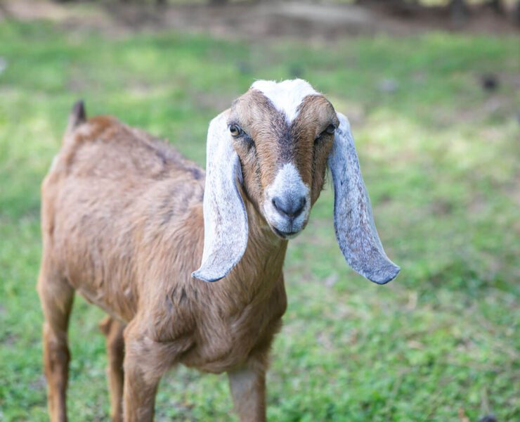 homesteading raising goats
