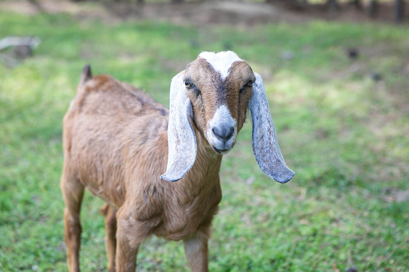 homesteading raising goats