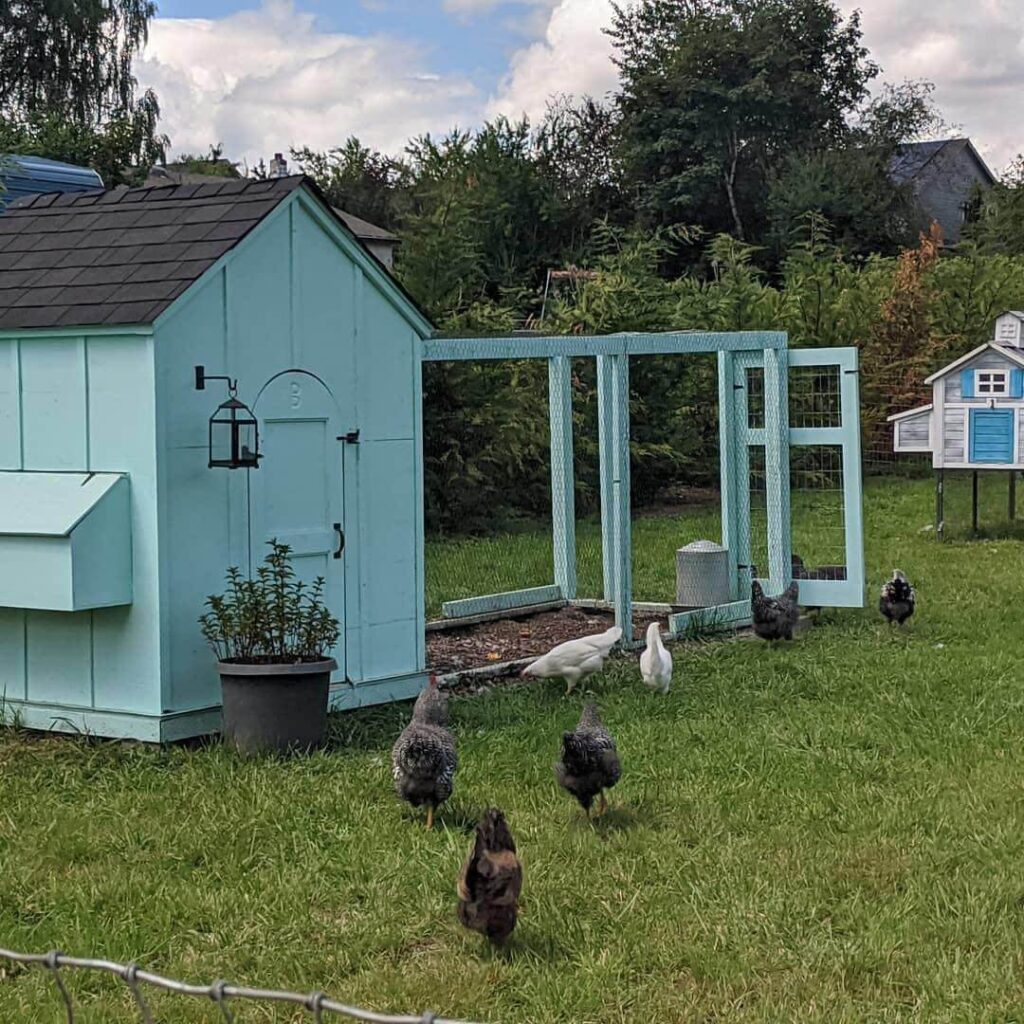 Pearl Street Urban Farmhouse is a farm with chickens