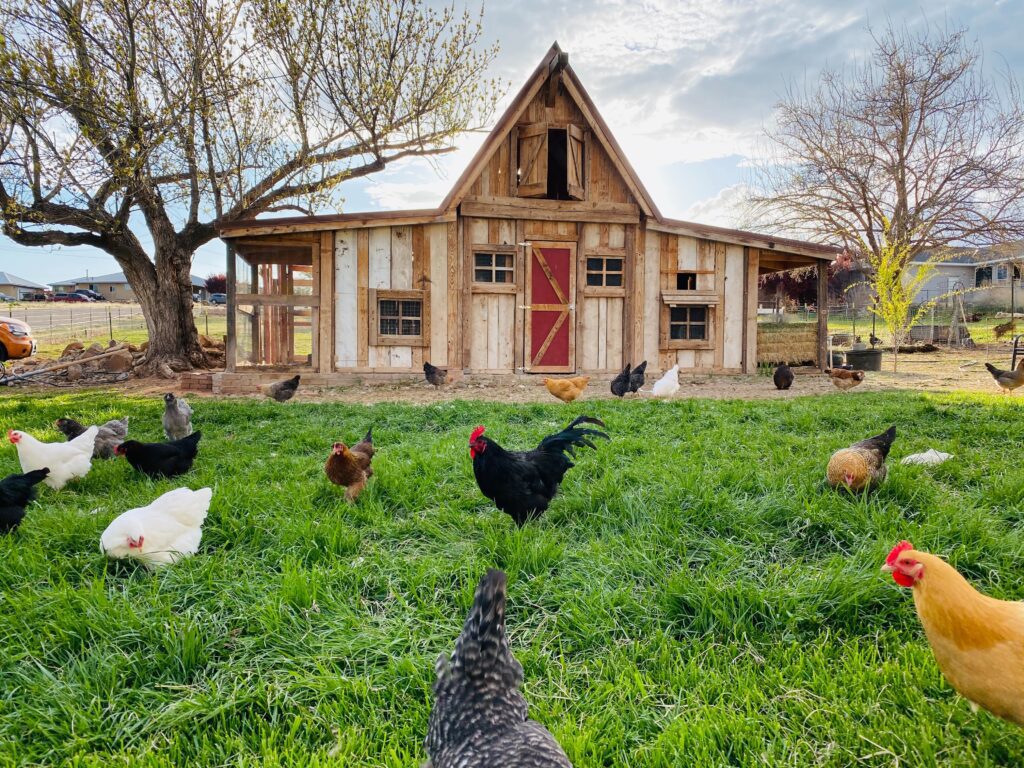 backyard chickens