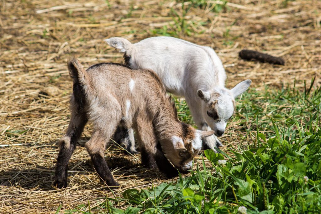 homestead goats