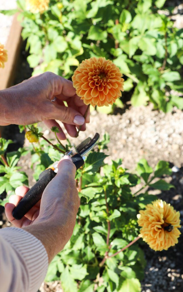 Creating The Great Divide Pressed Flower Art Piece. 