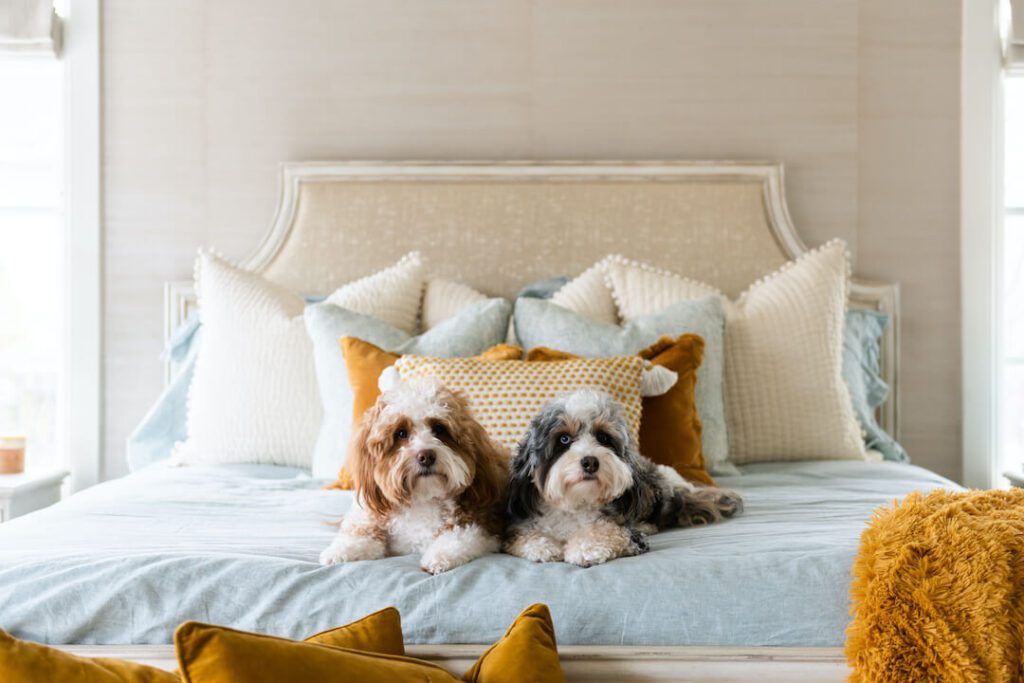 blue and gold linen bedding with two Bernedoodles