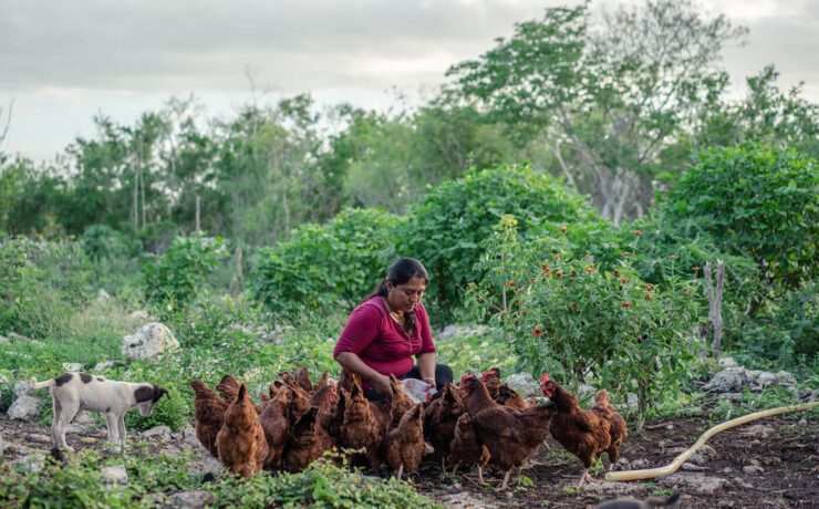 Woman with chickens and goat in a garden, by Heifer International