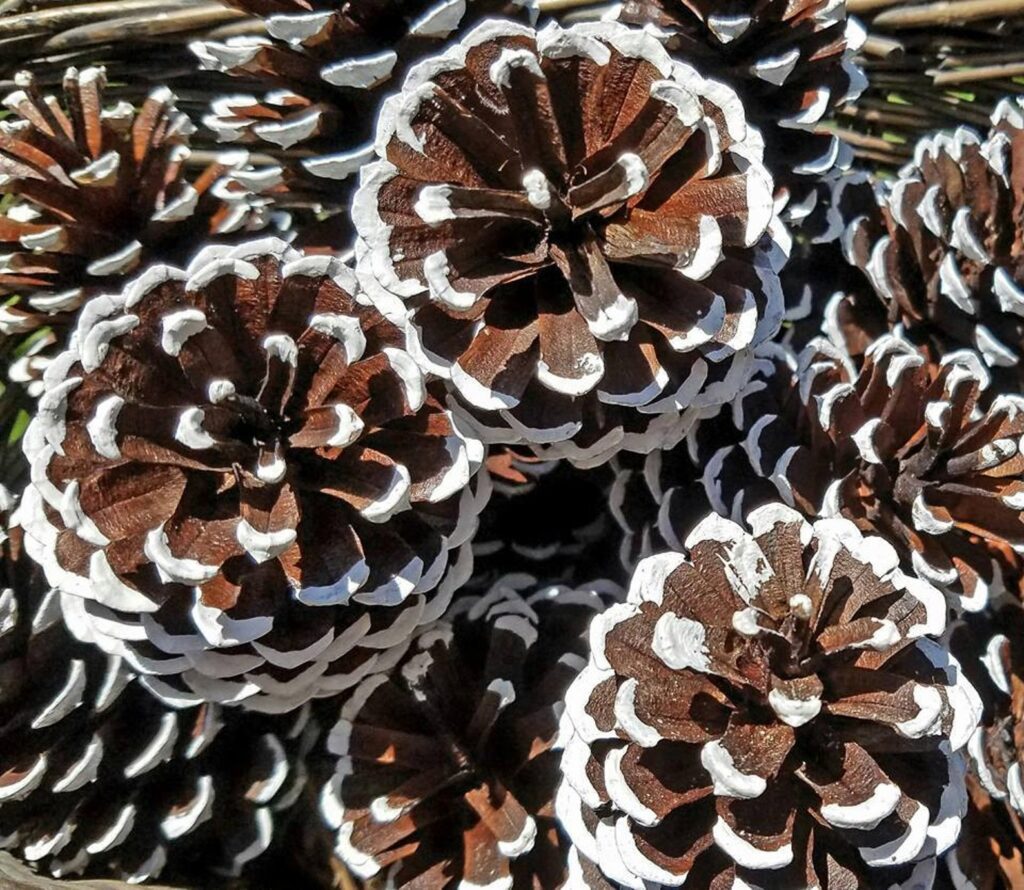 flocked pine cones