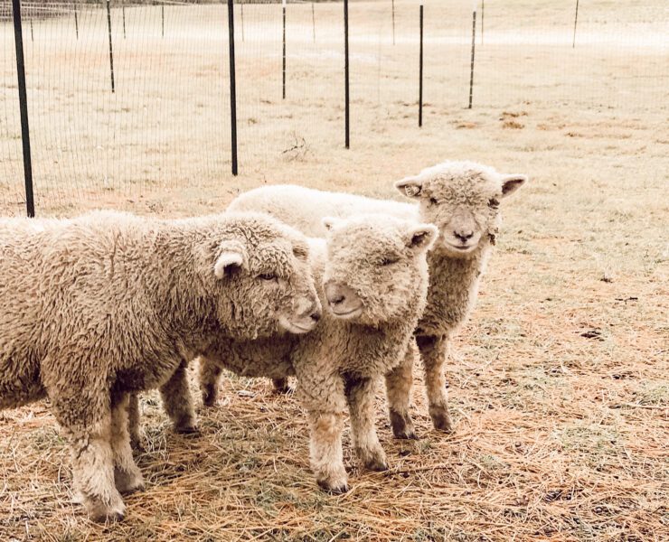 Amy Mings' hobby farm Babydoll sheep
