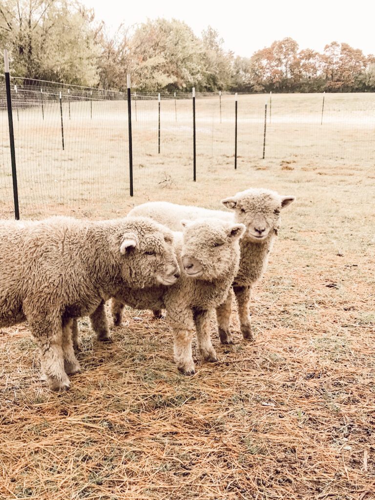 Amy Mings' hobby farm Babydoll sheep