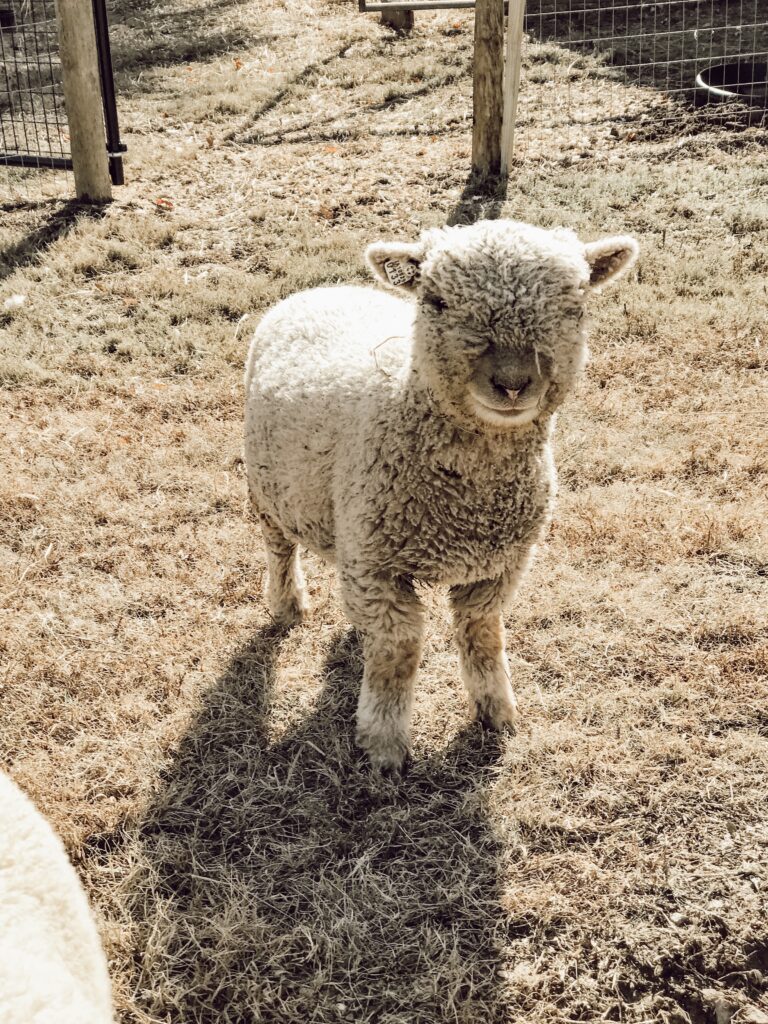 hobby farm sheep