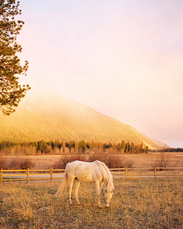 Alyson Dorr homestead horse