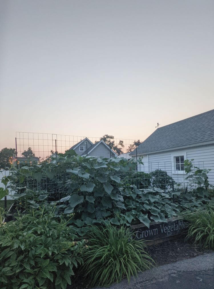 The family's garden is overflowing with plants about to flower