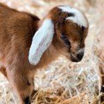 A baby goat