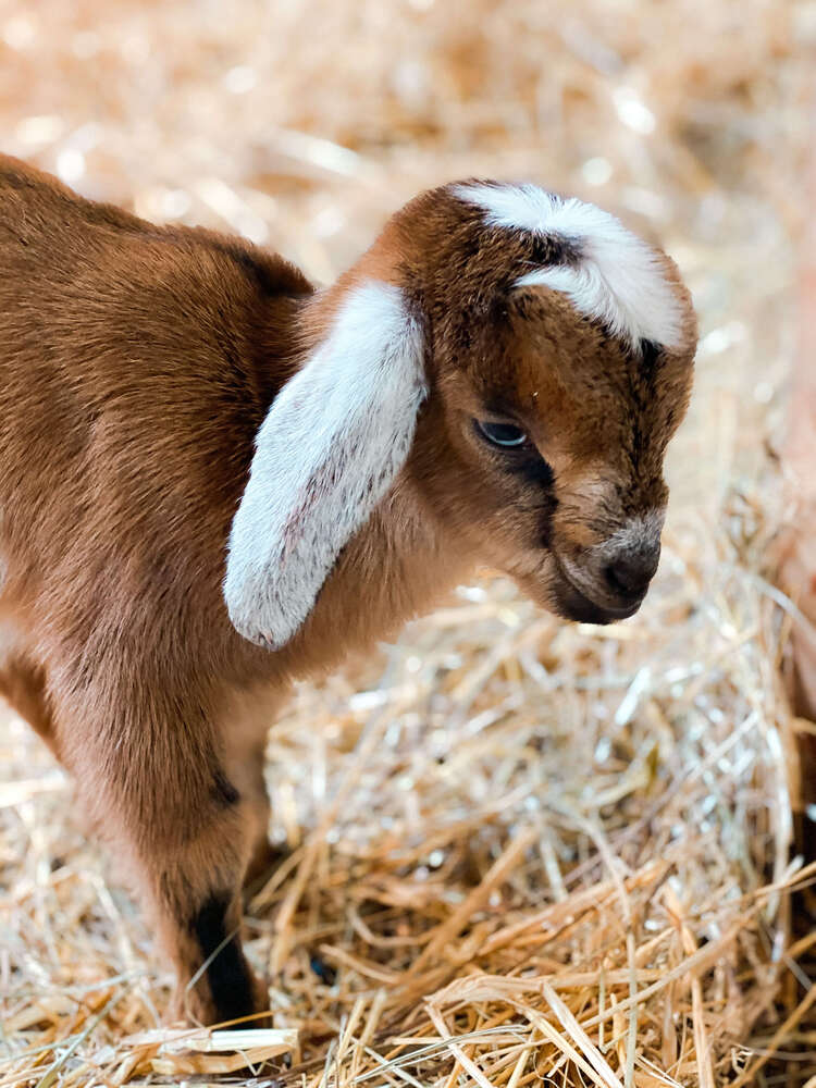 A baby goat