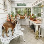 Homemade greenhouse with goat on lawn furniture