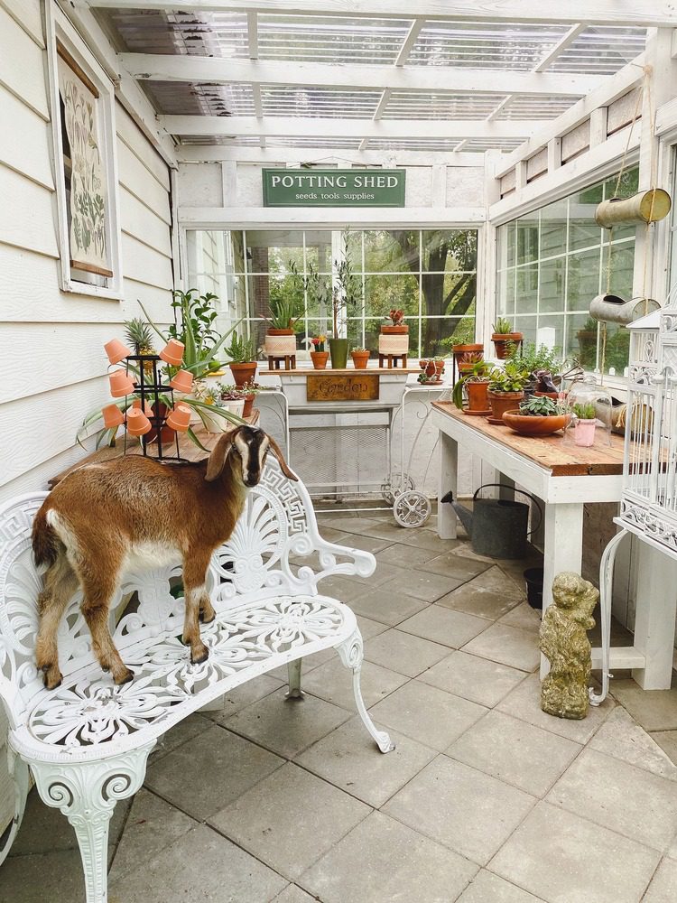 Homemade greenhouse with goat on lawn furniture