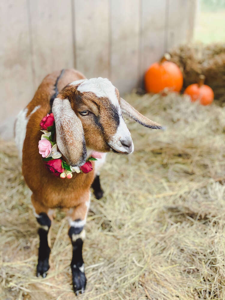 Goat with a flower crown around its neck