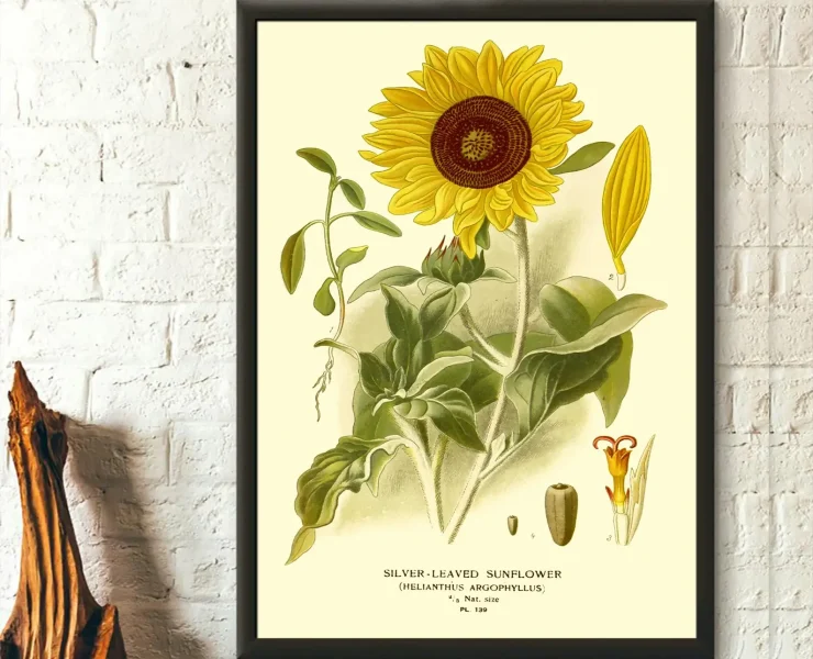 Vintage Sunflower Botanical Print