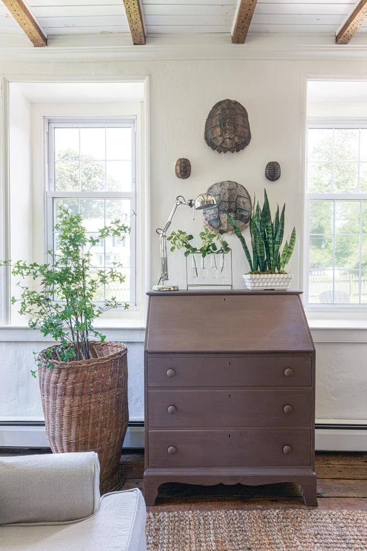 tortoise shell and houseplants in historic Pennsylvania home