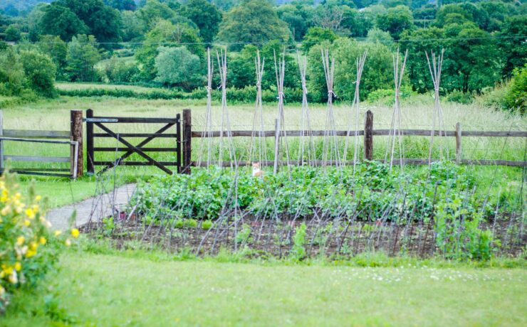 how to reuse and repurpose in the garden