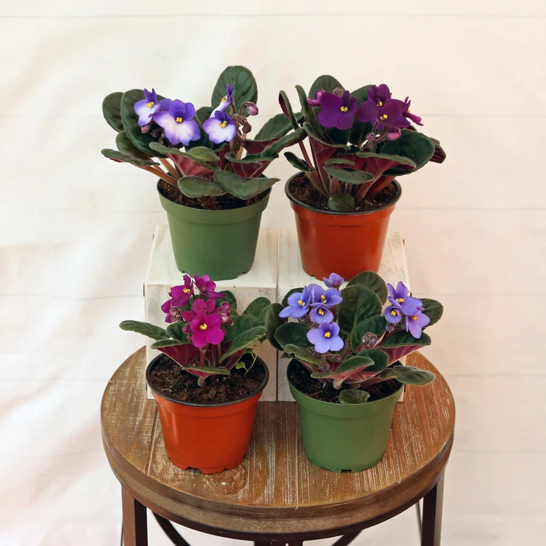 african violets