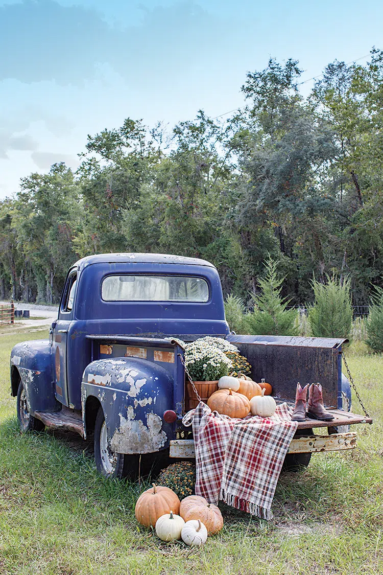 vintage 1951 truck bed filled with mums and pumpkins