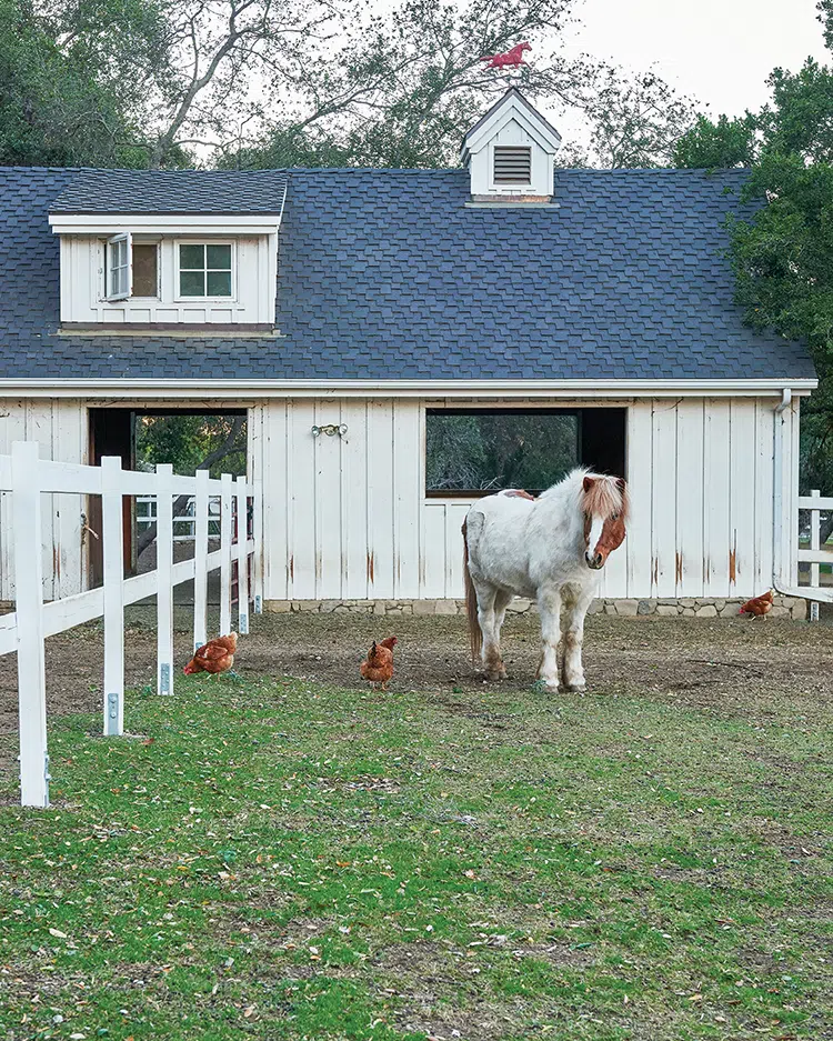 mini horse and chickens outside barn with red weathervane