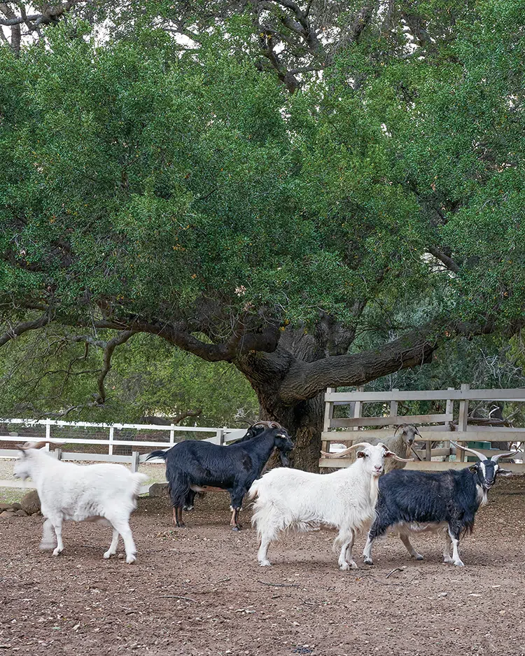 goats on authentic farmhouse in Ojai