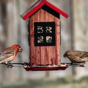 bird feeder with seeds that attract backyard birds