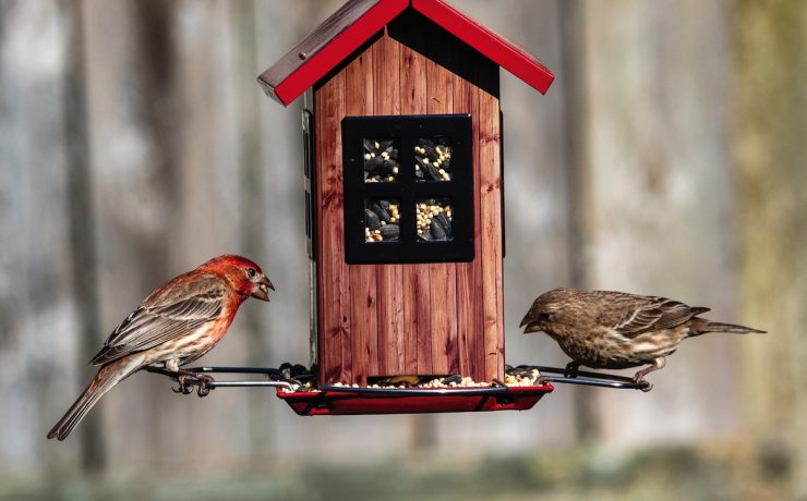 bird feeder with seeds that attract backyard birds